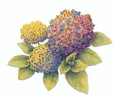 網(wǎng)頁制作大寶庫 美術(shù)設(shè)計(jì)之漫畫集錦與圖案設(shè)計(jì)服務(wù)